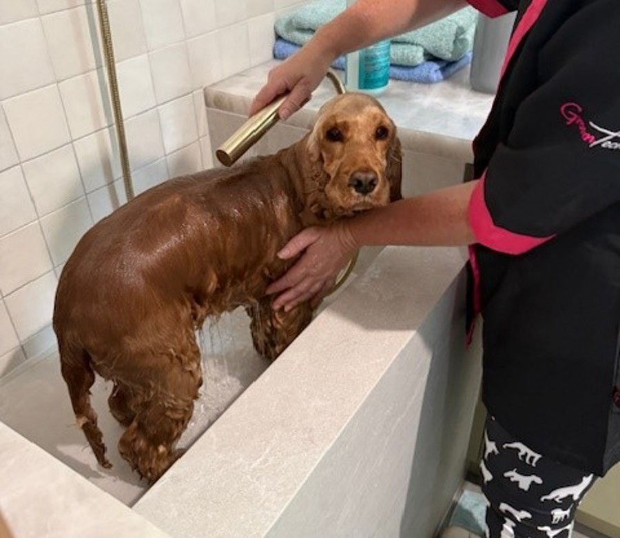 Dog Wash Complete